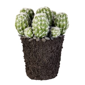 Kaktus - Lene Bjerre
